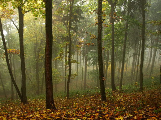 659539 (a): :2500x1875